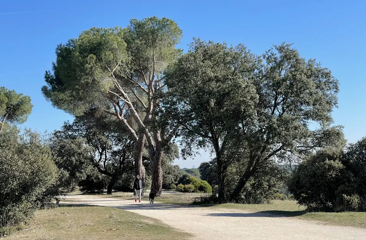 El PSOE de Majadahonda pide transparencia, eficacia y ahorro en el nuevo modelo de gestión del Monte del Pilar