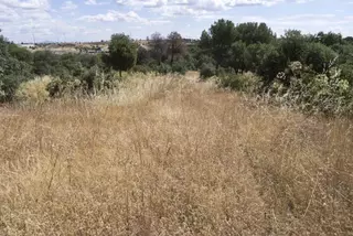 Izquierda Unida denuncia el alto riesgo de incendio de la Dehesa de Majadahonda