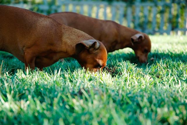 Denuncian el envenenamiento de varios perros en parques de Majadahonda