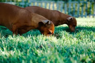 Denuncian el envenenamiento de varios perros en parques de Majadahonda