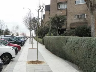 El Ayuntamiento de Majadahonda inicia la repoblación de árboles de alineación con cerca de 225 especies