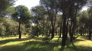 Ecologistas en Acción convoca una marcha contra la libre construcción en el Monte del Pilar