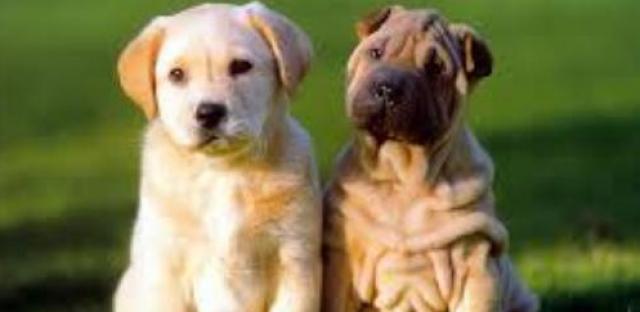El Ayuntamiento de Majadahonda inicia la campaña de vacunación de mascotas