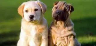 El Ayuntamiento de Majadahonda inicia la campaña de vacunación de mascotas