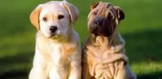 Campaña municipal para prevenir el abandono de mascotas en Majadahonda