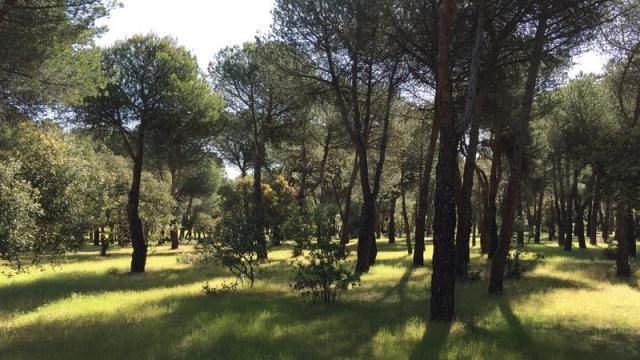 El Grupo Socialista se suma a la propuesta de cambio de estatutos del Patronato del Monte del Pilar, pulmón verde de Majadahonda
