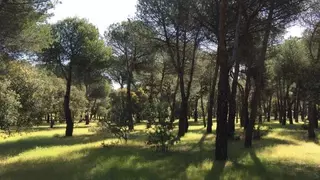 El Grupo Socialista se suma a la propuesta de cambio de estatutos del Patronato del Monte del Pilar, pulmón verde de Majadahonda