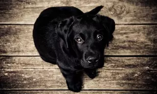 Una nueva ley prohibirá el sacrificio de animales en la Comunidad de Madrid