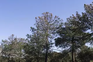 La Asociación de Vecinos reclama que se controle la plaga de la procesionaria del pino en la dehesa de Majadahonda
