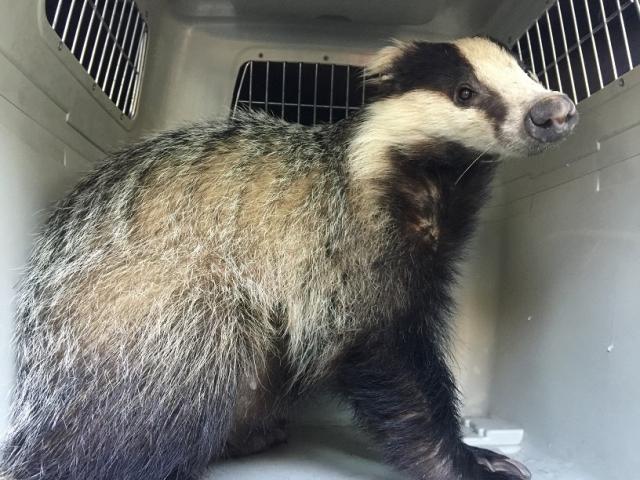 GREFA rescata a un tejón de un taller mecánico de Las Rozas