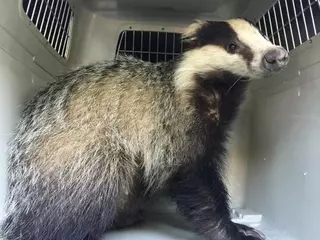 GREFA rescata a un tejón de un taller mecánico de Las Rozas