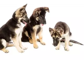 Majadahonda creará un nuevo censo animal con identificación por ADN