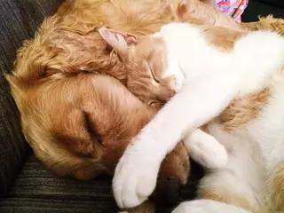 Suspendida la Campaña de Vacunación Antirrábica y de Identificación de perros, gatos y hurones