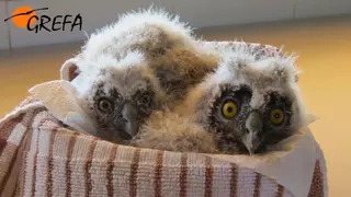 GREFA denuncia que miles de crías de animales salvajes corren peligro de morir este verano en la Comunidad de Madrid