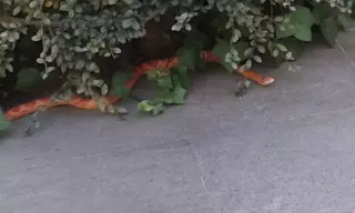 La Policía Local de Majadahonda recupera una serpiente tropical