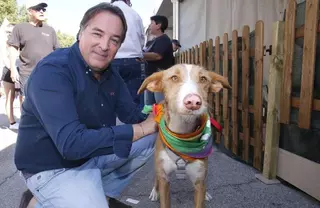 El abandono de mascotas en la Comunidad registra los valores más bajos en el primer semestre de 2016
