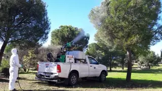 El Ayuntamiento planta más 300 árboles y culmina la campaña de prevención de la procesionaria