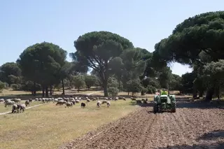 Comienza el arreglo de los caminos en el Monte del Pilar y el control biológico de la procesionaria