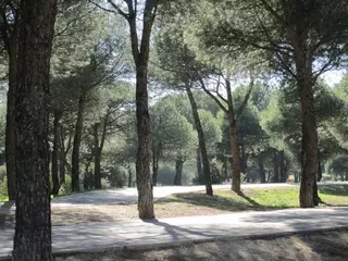Un estudio completo del arbolado del Monte del Pilar evitará riesgo de caídas de los ejemplares de dicho espacio público
