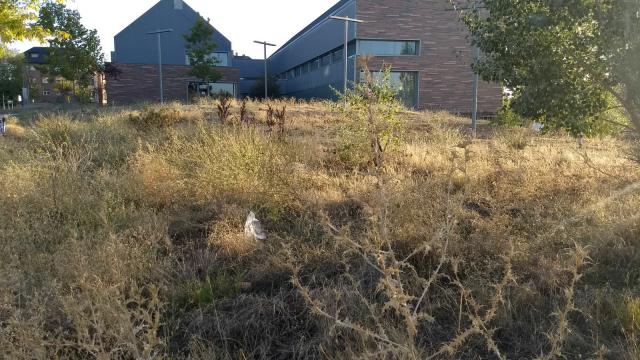 El Ayuntamiento reclamará a la Comunidad la limpieza urgente del entorno del Centro de Salud de Valle de la Oliva de Majadahonda