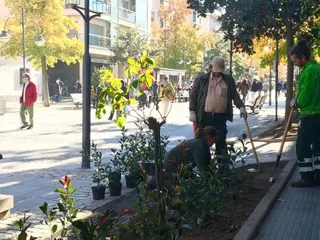 Nuevas especies arbustivas en la Gran Vía de Majadahonda para embellecer su aspecto