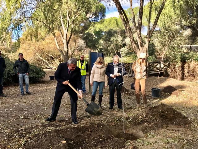 Plantación de olmos libres de grafiosis para regenerar el Arroyo de Valgrande