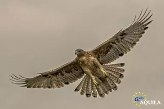 GREFA Majadahonda contribuirá a la recuperación del águila de Bonelli en España e Italia