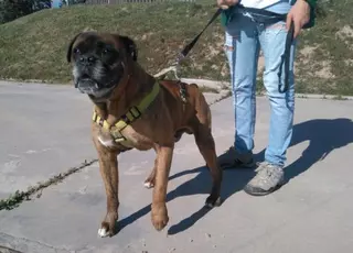 Somos solicita equiparar el presupuesto del Centro Canino de Majadahonda al de Las Rozas