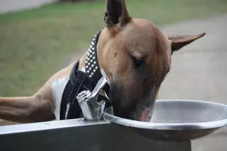 Ciudadanos Majadahonda propone instalar fuentes mixtas de agua potable para personas y perros en parques y zonas verdes