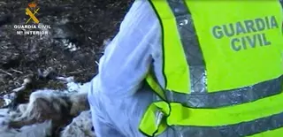 Dos investigados por maltrato animal en Villaviciosa de Odón