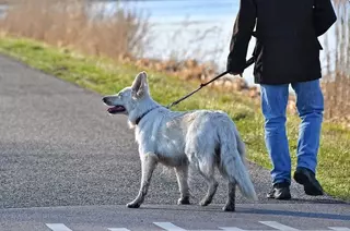 Somos Majadahonda propone crear un registro de maltratadores de animales