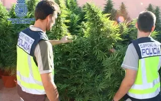 Seis detenidos en Pozuelo por tráfico de drogas y cultivo de estupefacientes