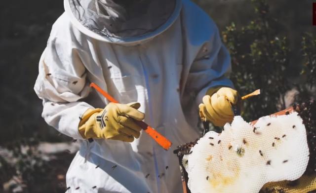 Los bomberos acumulan 350 intervenciones por enjambres de abeja en lo que va de año