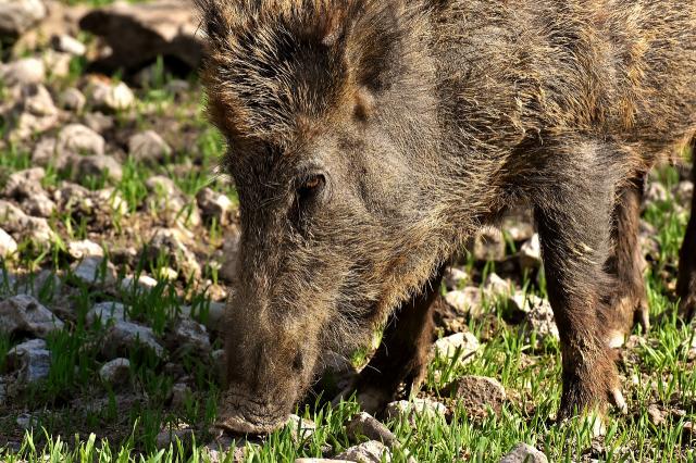 Ecologistas en Acción  propone medidas que eviten el efecto llamada de los jabalíes