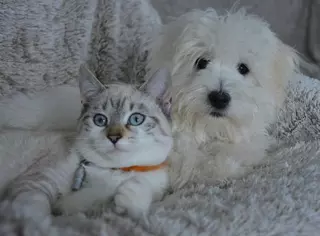 Los madrileños han adoptado más de 2.700 animales en el primer semestre del año