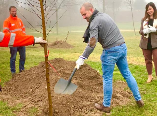 El Ayuntamiento planta 50 olmos resistentes a la grafiosis en parques de Majadahonda