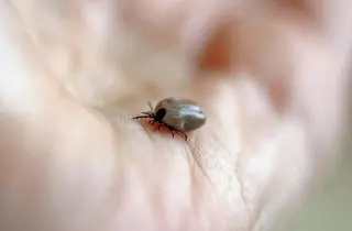 Consejos para evitar la picadura de garrapatas esta primavera
