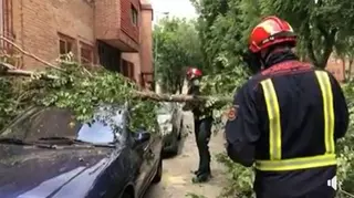 Una rama de grandes dimensiones cae sobre tres coches en Majadahonda