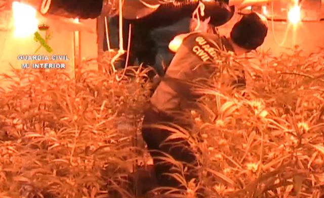 Descubierta una plantación de marihuana de más de 2.200 plantas en una vivienda unifamiliar en Villaviciosa de Odón