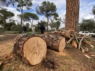 El sábado se reabren más de 30 hectáreas del Monte del Pilar tras el paso de Filomena