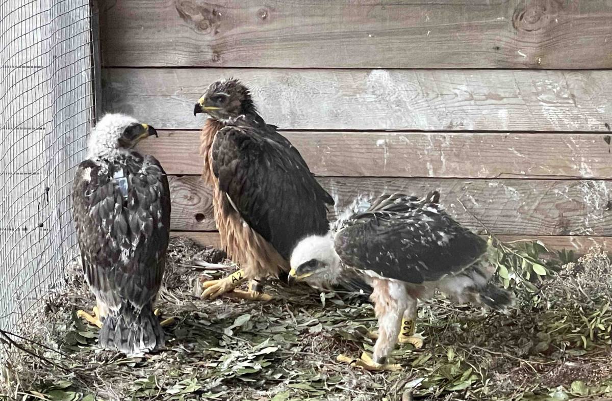 La asociación majariega GREFA coordina el traslado de tres águilas de Bonelli de Sicilia a Cerdeña