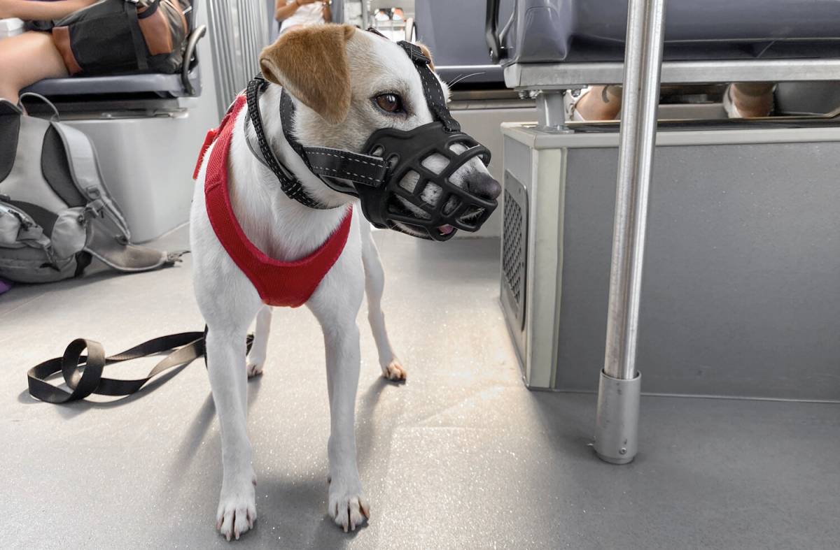 ¿Puedo subir con mi perro al autobús? Siete ciudades españolas comienzan a regular el transporte dog-friendly