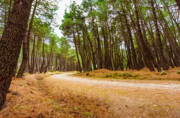 Boadilla, Pozuelo, Las Rozas y Majadahonda, formarán parte del gran Arco Verde de la región