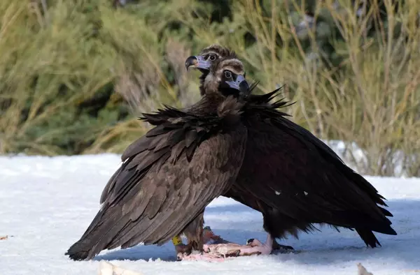 Nuevo éxito de GREFA Majadahonda: Nacen buitres negros por segundo año consecutivo en la Sierra de la Demanda