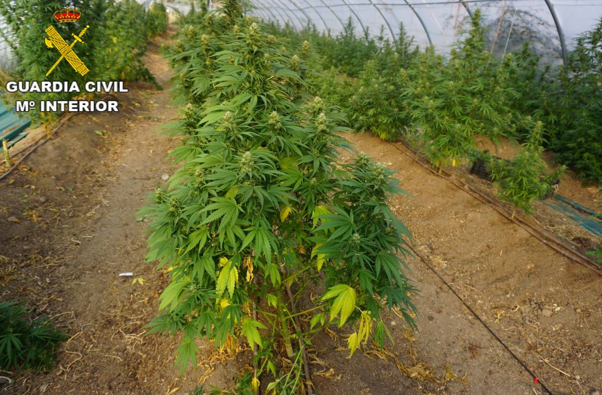 Detenidas cinco personas por cultivar y distribuir 280 kilos de marihuana
