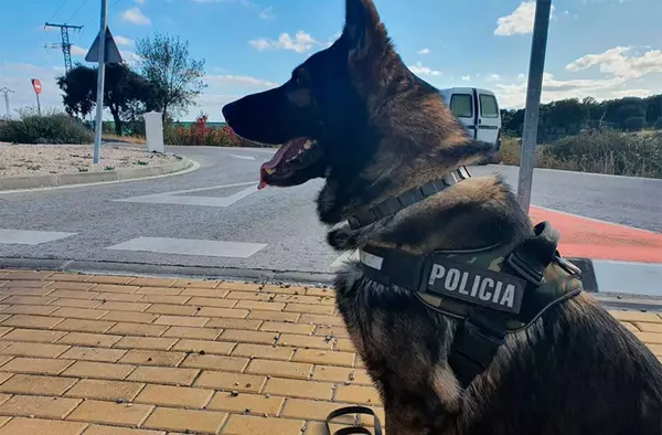 Majadahonda acoge una Exhibición de Perros policía este jueves, festivo en el municipio