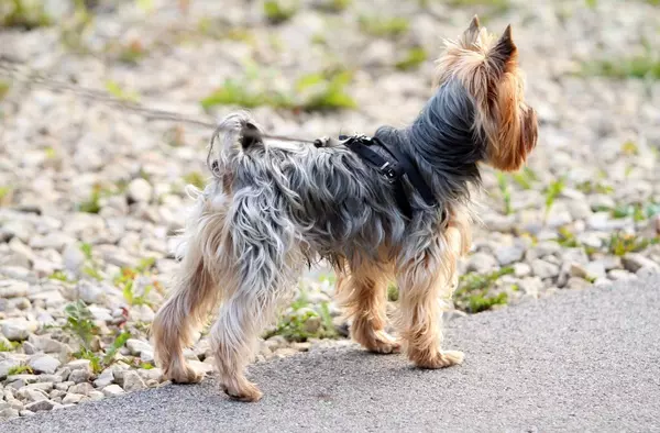 Atropella a un perro mortalmente en Majadahonda y se da a la fuga