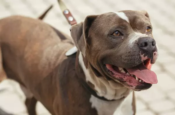 Detenida una persona que arrojó un pitbull por una ventana el día de Nochebuena
