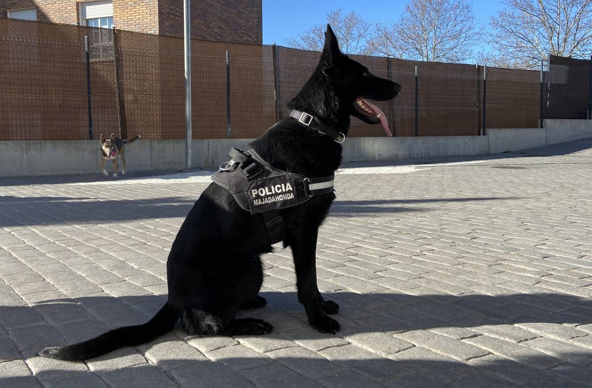 Un nuevo 'agente' de Policía se estrena en la Unidad Canina de Majadahonda