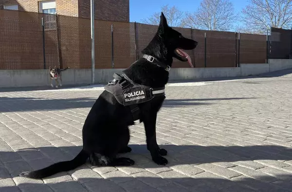 Un nuevo 'agente' de Policía se estrena en la Unidad Canina de Majadahonda
